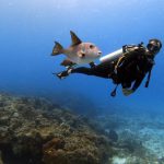 Cozumel Diving - Scuba Diver Swimming with Fish