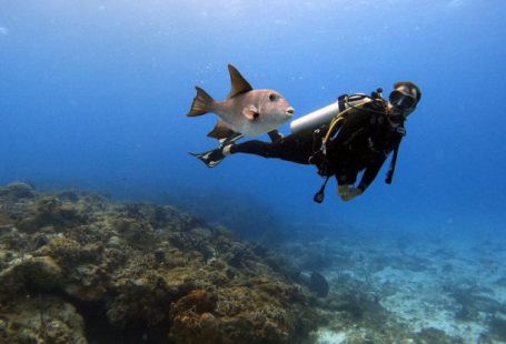 Cozumel Diving - Scuba Diver Swimming with Fish