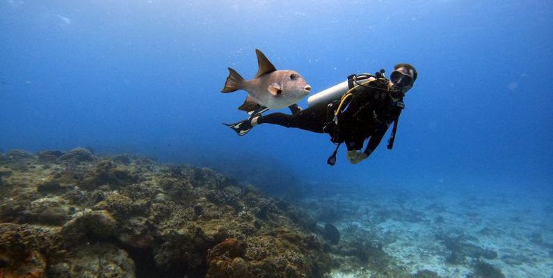 Cozumel Diving - Scuba Diver Swimming with Fish