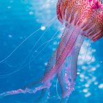 Cayman Diving - Shallow Focus Photo of Pink and Brown Jellyfish