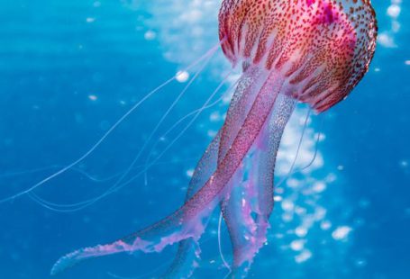 Cayman Diving - Shallow Focus Photo of Pink and Brown Jellyfish