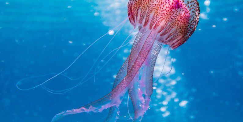 Cayman Diving - Shallow Focus Photo of Pink and Brown Jellyfish