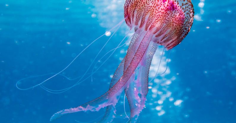 Cayman Diving - Shallow Focus Photo of Pink and Brown Jellyfish