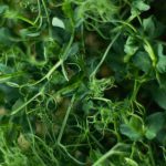 Cressi Gara - Green Vegetable on Black Plastic Container