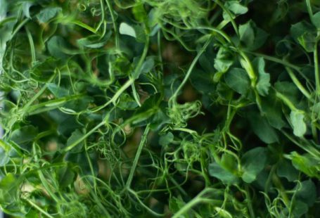 Cressi Gara - Green Vegetable on Black Plastic Container
