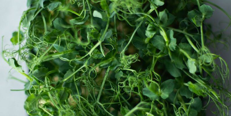 Cressi Gara - Green Vegetable on Black Plastic Container