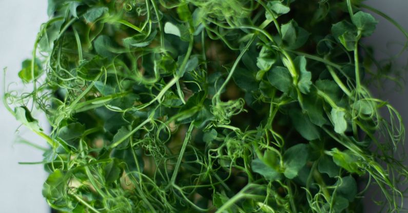 Cressi Gara - Green Vegetable on Black Plastic Container