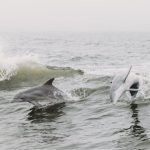IST Dolphin - Two dolphins jumping out of the water in the fog