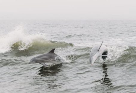 IST Dolphin - Two dolphins jumping out of the water in the fog