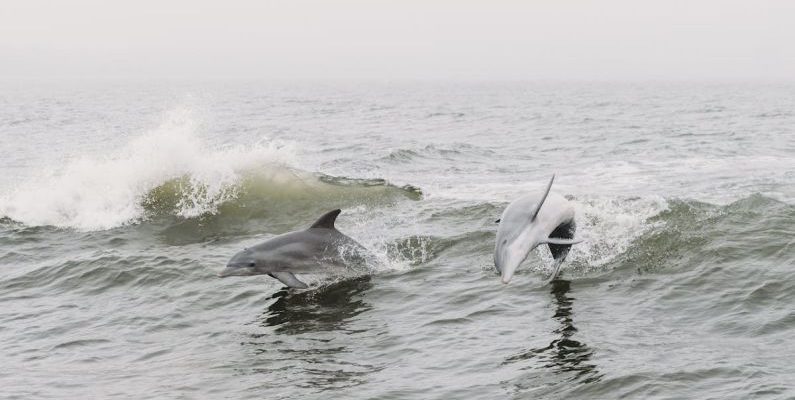 IST Dolphin - Two dolphins jumping out of the water in the fog