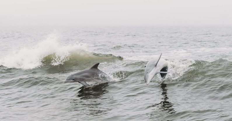 IST Dolphin - Two dolphins jumping out of the water in the fog