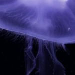 Aqualung HD - Purple Jellyfish