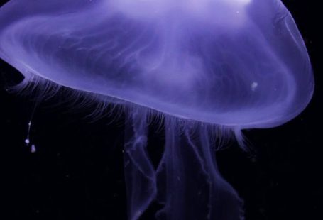 Aqualung HD - Purple Jellyfish
