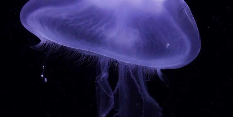 Aqualung HD - Purple Jellyfish
