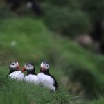 Shearwater Perdix - Puffin siblings