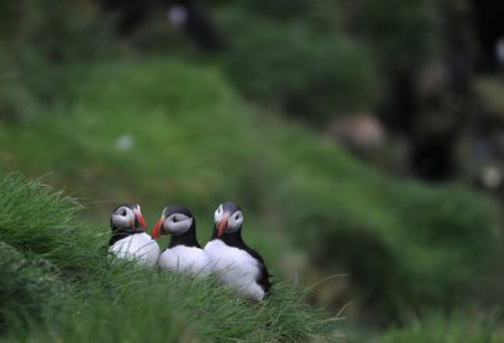 Shearwater Perdix - Puffin siblings