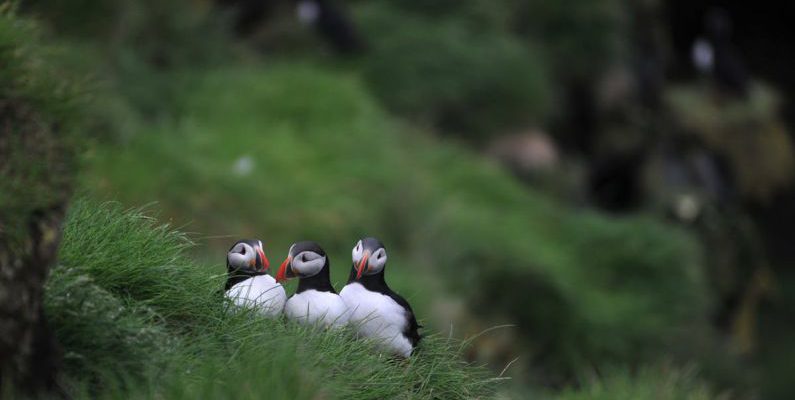 Shearwater Perdix - Puffin siblings
