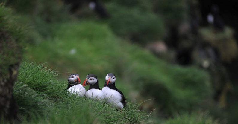Shearwater Perdix - Puffin siblings