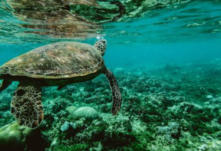 Underwater Photography - Photo of a Turtle Swimming Underwater