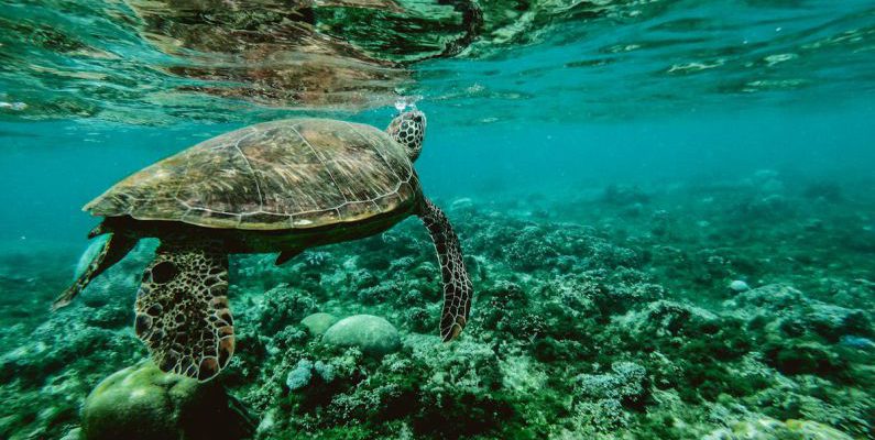 Underwater Photography - Photo of a Turtle Swimming Underwater