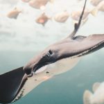 Manta Ray - Stingray near School of Fishes