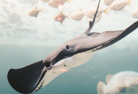 Manta Ray - Stingray near School of Fishes
