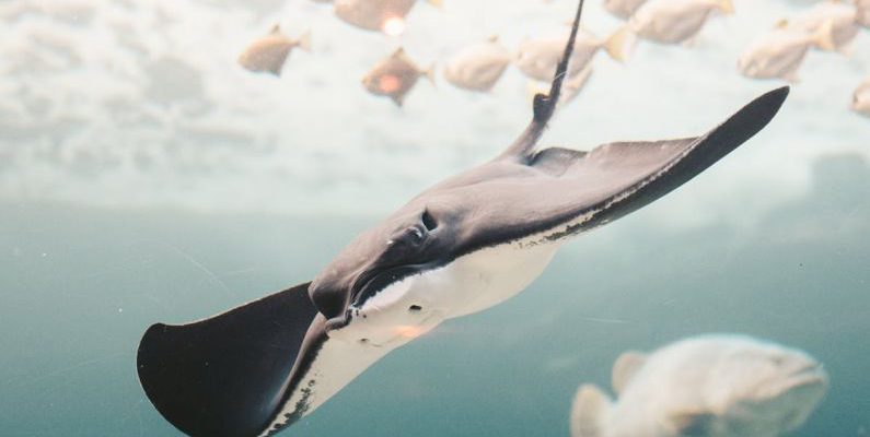 Manta Ray - Stingray near School of Fishes