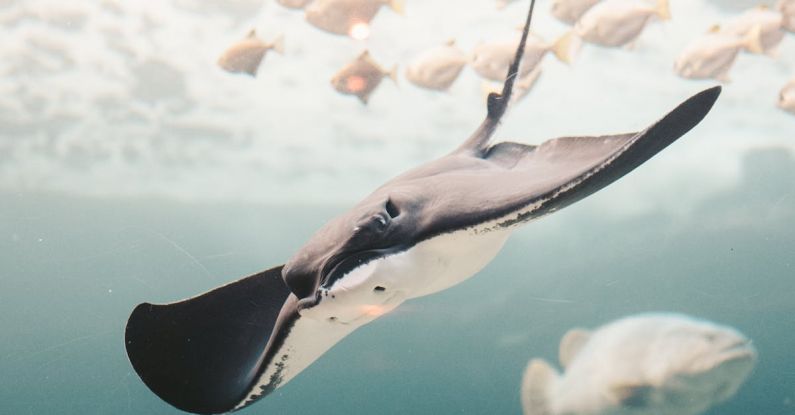Manta Ray - Stingray near School of Fishes