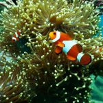 Coral Reef - Clownfish near Coral Reef