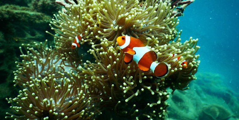 Coral Reef - Clownfish near Coral Reef