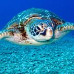 Sea Turtle - Black and White Turtle