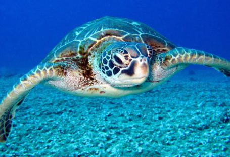 Sea Turtle - Black and White Turtle