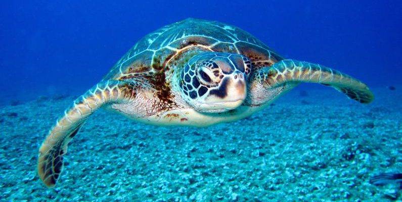 Sea Turtle - Black and White Turtle