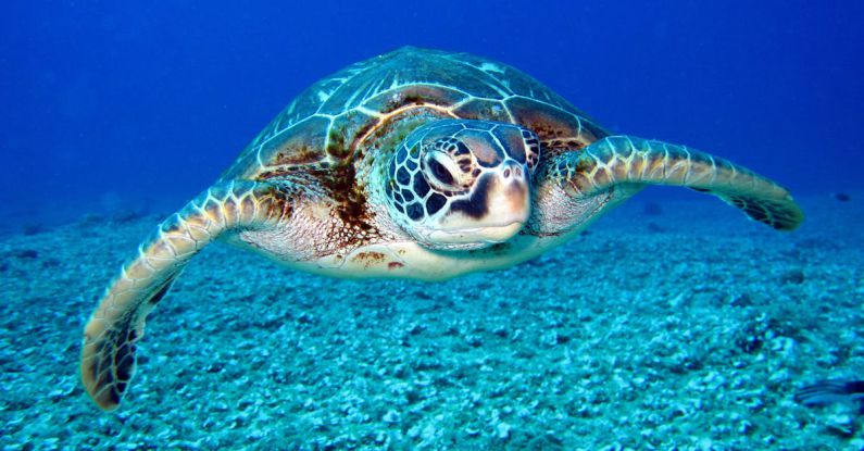 Sea Turtle - Black and White Turtle