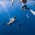 Sharks Diving - A People Underwater with Sharks