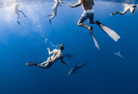 Sharks Diving - A People Underwater with Sharks