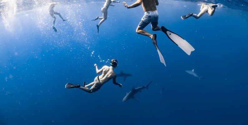 Sharks Diving - A People Underwater with Sharks