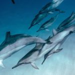 Dolphins Diving - Undersea View of Dolphins Swimming past a Female Diver