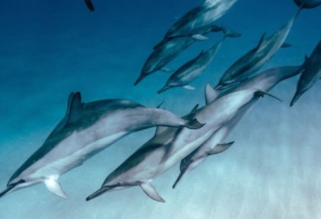 Dolphins Diving - Undersea View of Dolphins Swimming past a Female Diver