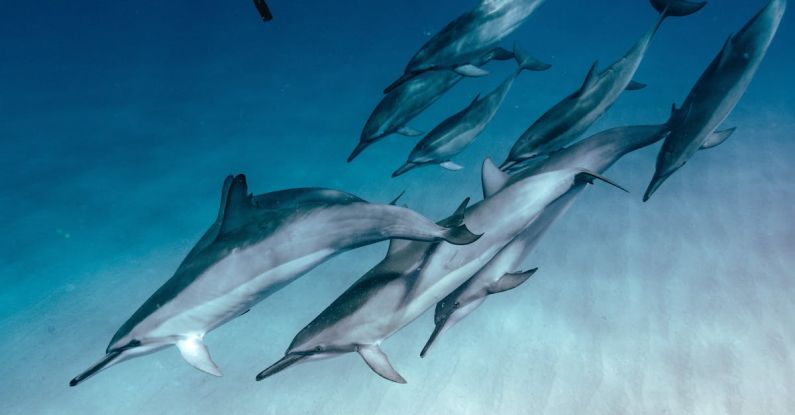 Dolphins Diving - Undersea View of Dolphins Swimming past a Female Diver