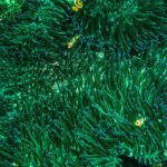 Clownfish Anemone - Clownfish Under the Sea Anemone