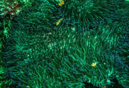 Clownfish Anemone - Clownfish Under the Sea Anemone