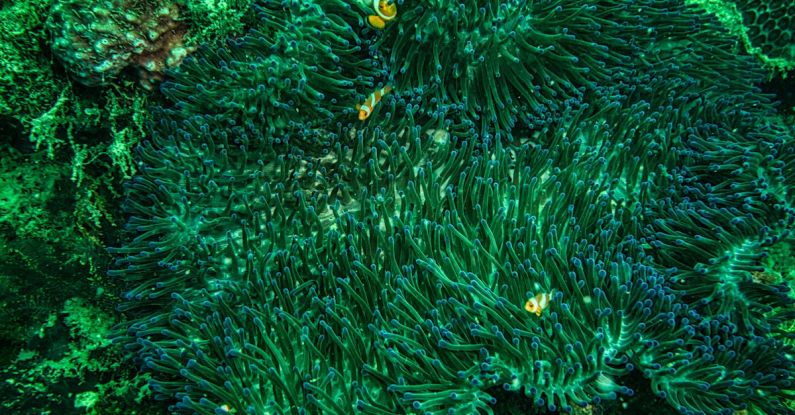 Clownfish Anemone - Clownfish Under the Sea Anemone
