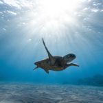 Wrecks Reefs - Underwater Photography of Turtle