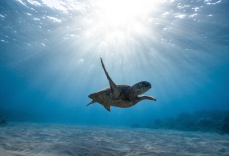 Wrecks Reefs - Underwater Photography of Turtle