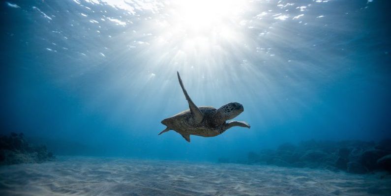 Wrecks Reefs - Underwater Photography of Turtle