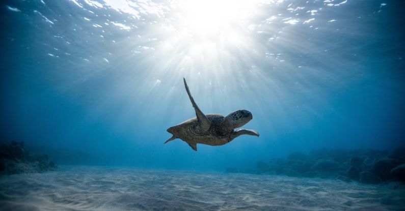 Wrecks Reefs - Underwater Photography of Turtle