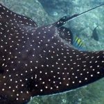 Stingrays Diving - Spotted Eagle Ray