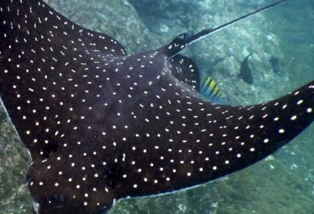 Stingrays Diving - Spotted Eagle Ray