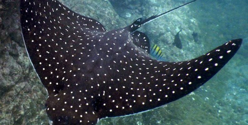 Stingrays Diving - Spotted Eagle Ray